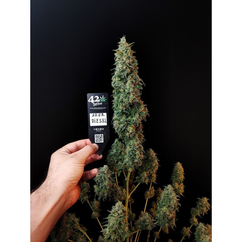 Sour Diesel Auto Fast Buds immagine 9