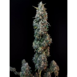 Sour Diesel Auto Fast Buds immagine 10