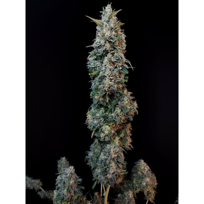 Sour Diesel Auto Fast Buds immagine 10