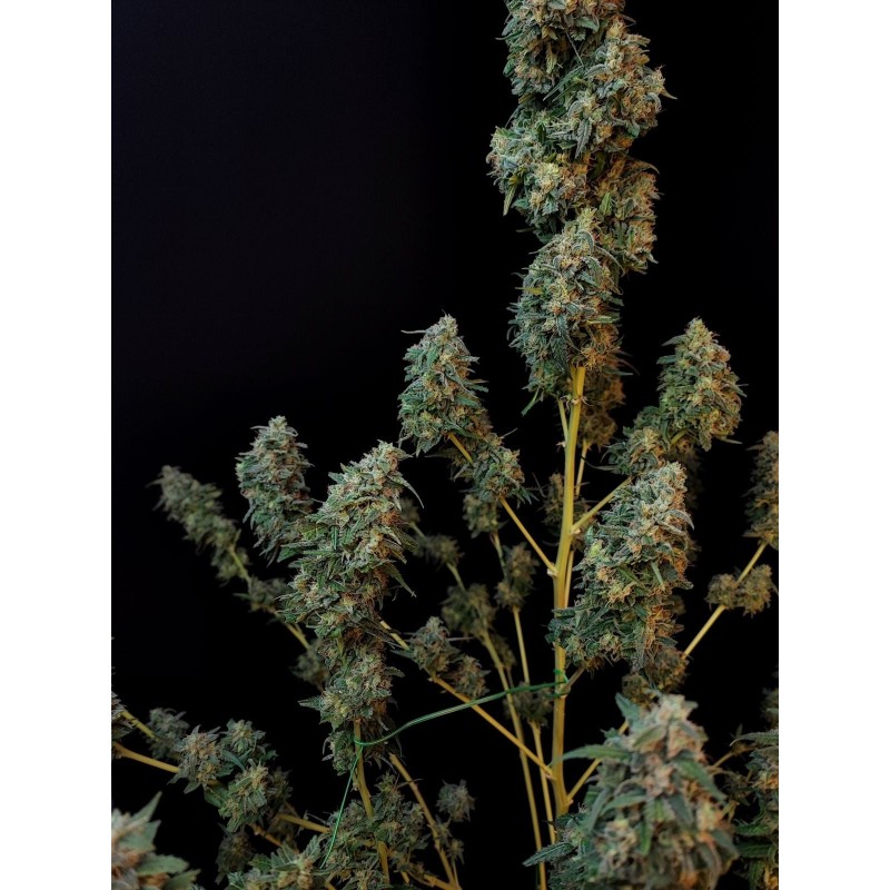Sour Diesel Auto Fast Buds immagine 11