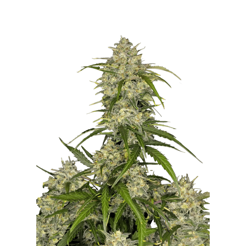 Sour Jealousy Auto Fast Buds
