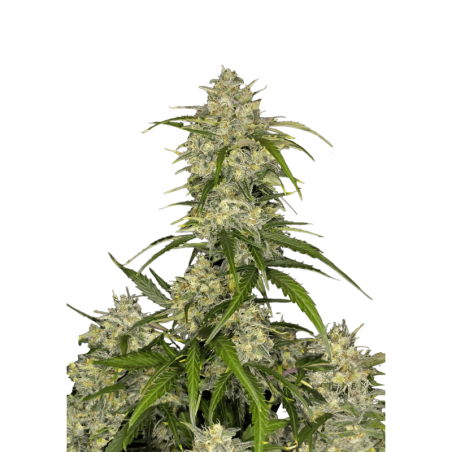 Sour Jealousy Auto Fast Buds