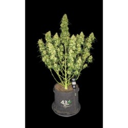 Sour Jealousy Auto Fast Buds immagine 2