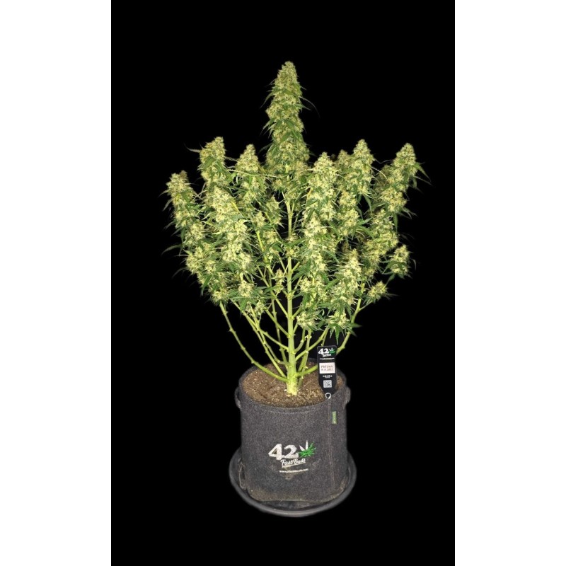 Sour Jealousy Auto Fast Buds immagine 2