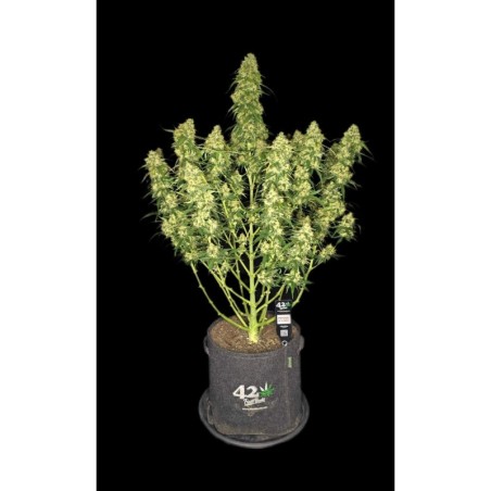 Sour Jealousy Auto Fast Buds immagine 2
