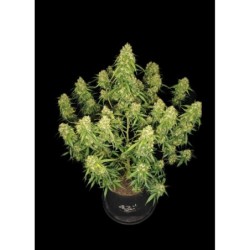 Sour Jealousy Auto Fast Buds immagine 3