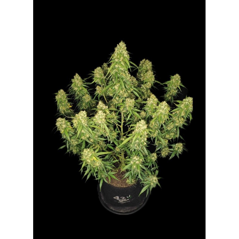 Sour Jealousy Auto Fast Buds immagine 3