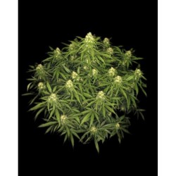 Sour Jealousy Auto Fast Buds immagine 4