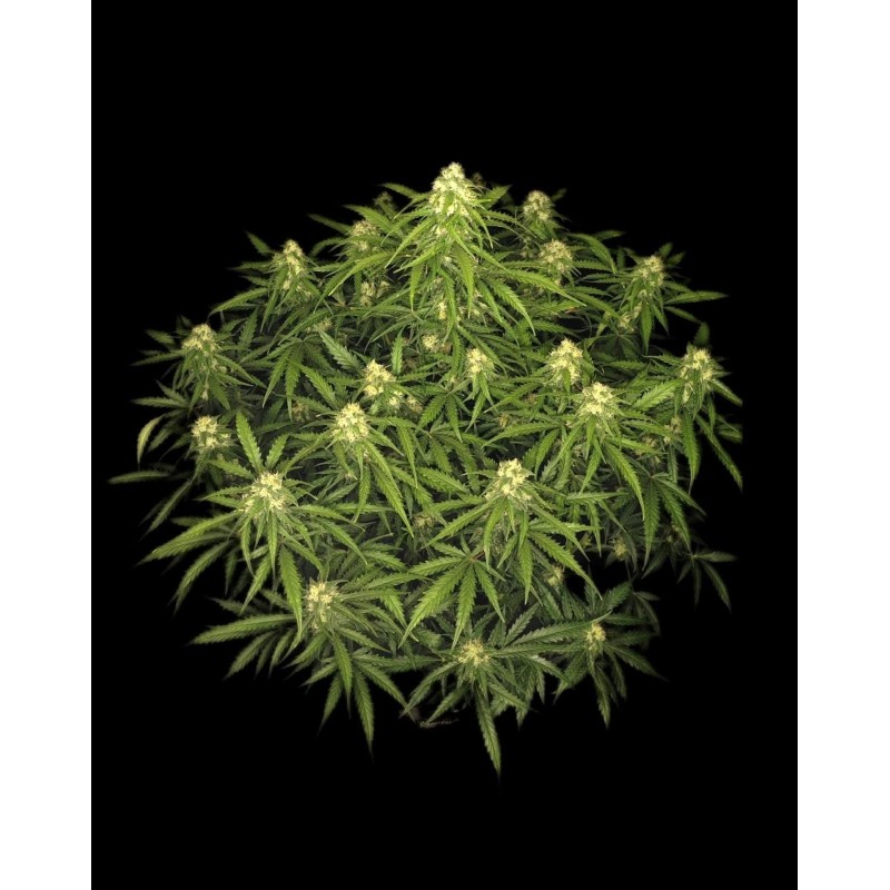 Sour Jealousy Auto Fast Buds immagine 4