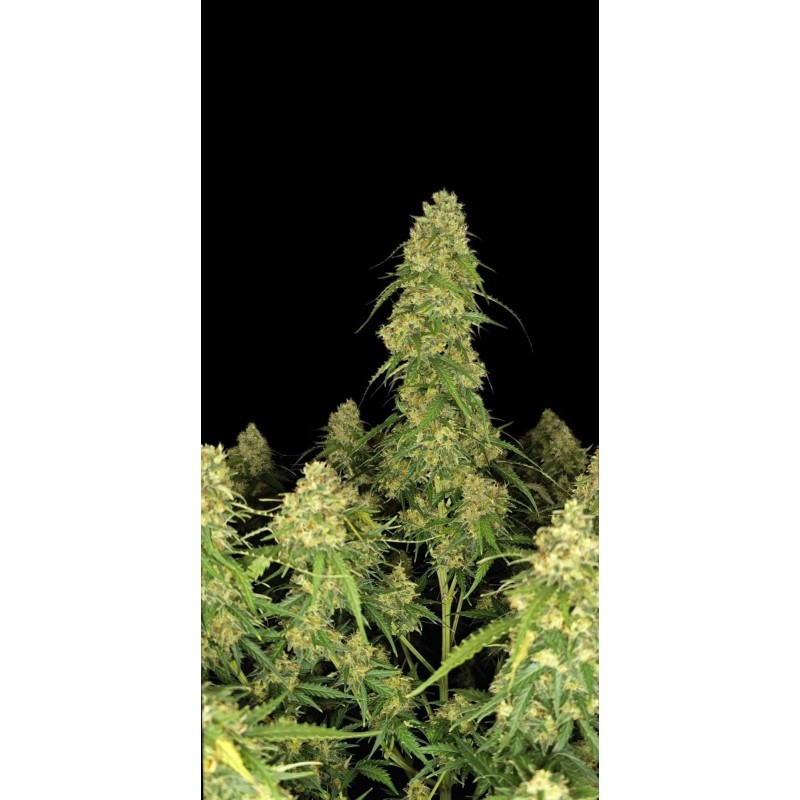 Sour Jealousy Auto Fast Buds immagine 5