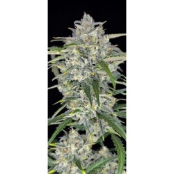 Sour Jealousy Auto Fast Buds immagine 6