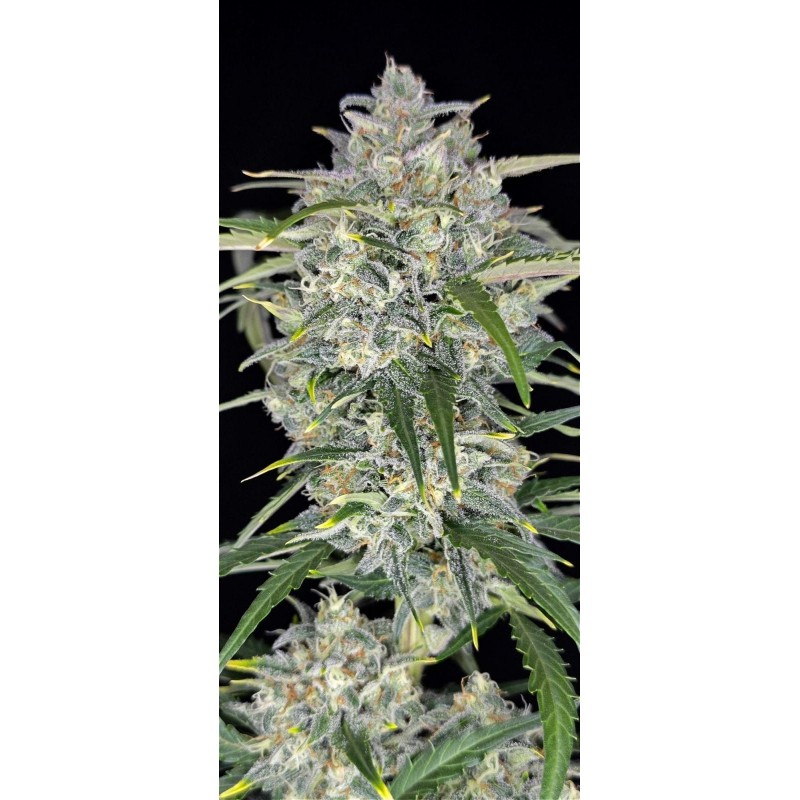 Sour Jealousy Auto Fast Buds immagine 6