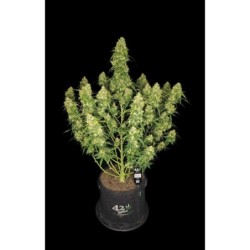 Sour Jealousy Auto Fast Buds immagine 7