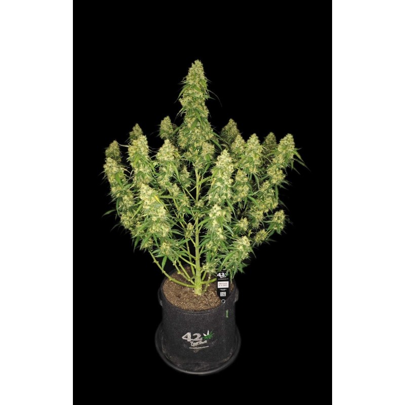 Sour Jealousy Auto Fast Buds immagine 7