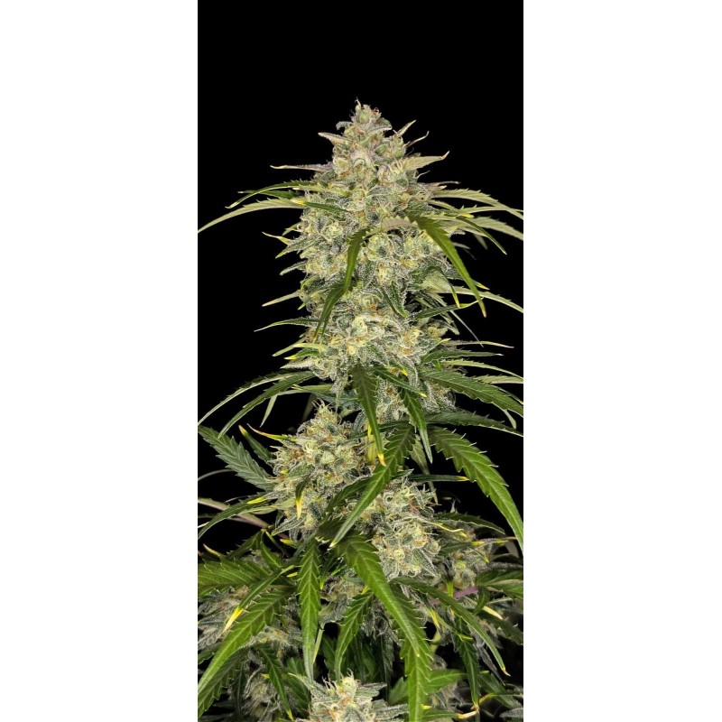 Sour Jealousy Auto Fast Buds immagine 8