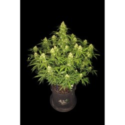 Sour Jealousy Auto Fast Buds immagine 9