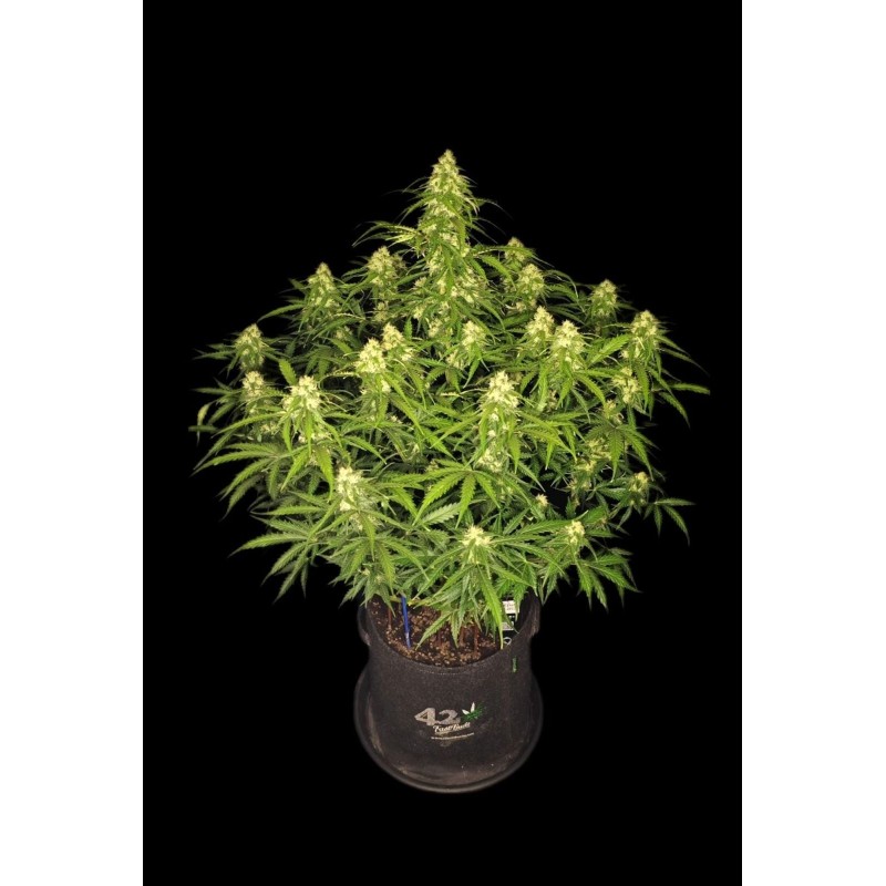 Sour Jealousy Auto Fast Buds immagine 9