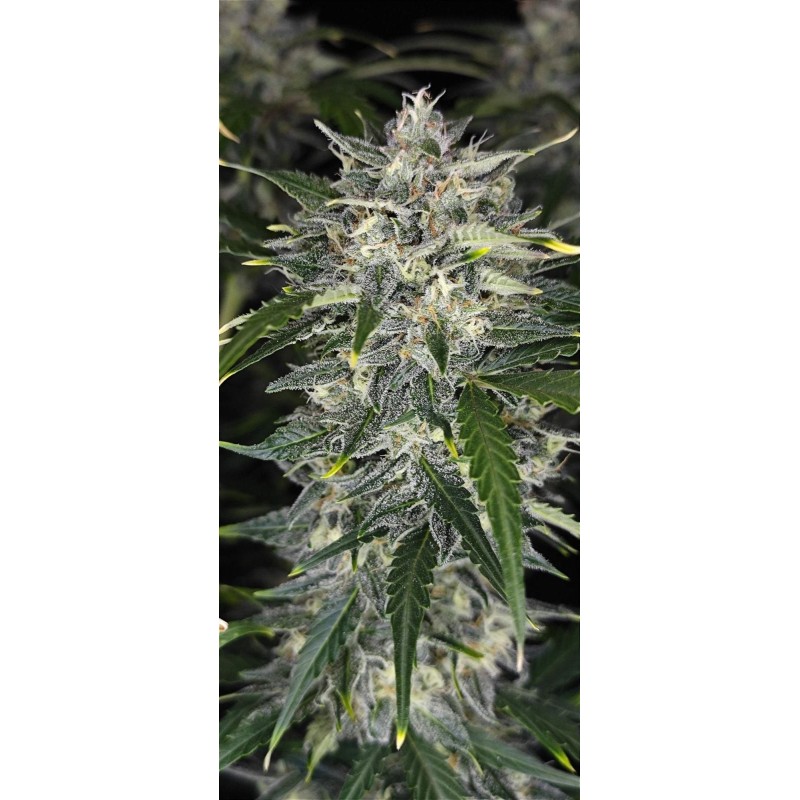 Sour Jealousy Auto Fast Buds immagine 10