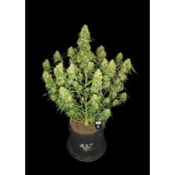 Sour Jealousy Auto Fast Buds immagine 11