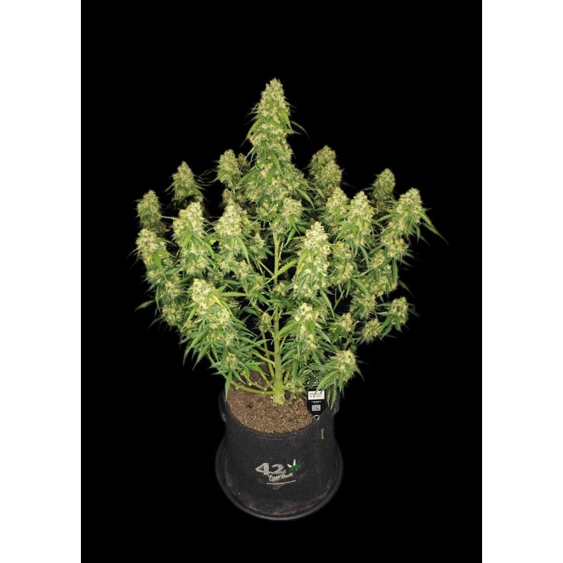 Sour Jealousy Auto Fast Buds immagine 11