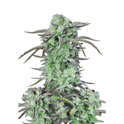 Strawberry Banana Auto Fast Buds