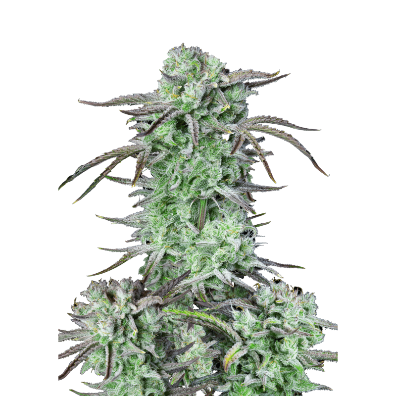Strawberry Banana Auto Fast Buds