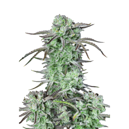 Strawberry Banana Auto Fast Buds