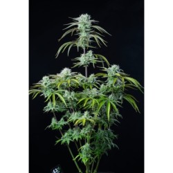 Strawberry Banana Auto Fast Buds immagine 2