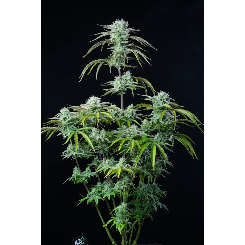 Strawberry Banana Auto Fast Buds immagine 2