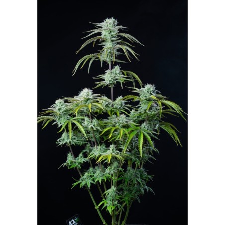 Strawberry Banana Auto Fast Buds immagine 2
