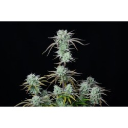 Strawberry Banana Auto Fast Buds immagine 3