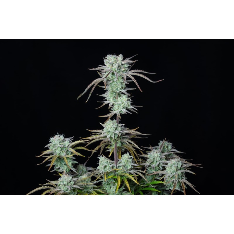 Strawberry Banana Auto Fast Buds immagine 3