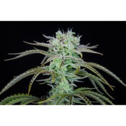 Strawberry Banana Auto Fast Buds immagine 4