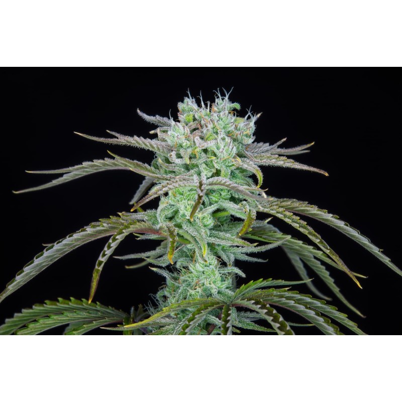 Strawberry Banana Auto Fast Buds immagine 4