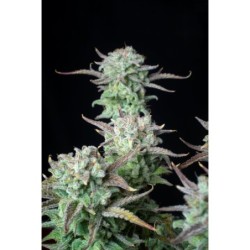 Strawberry Banana Auto Fast Buds immagine 5