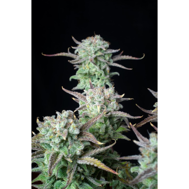 Strawberry Banana Auto Fast Buds immagine 5