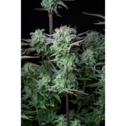 Strawberry Banana Auto Fast Buds immagine 6