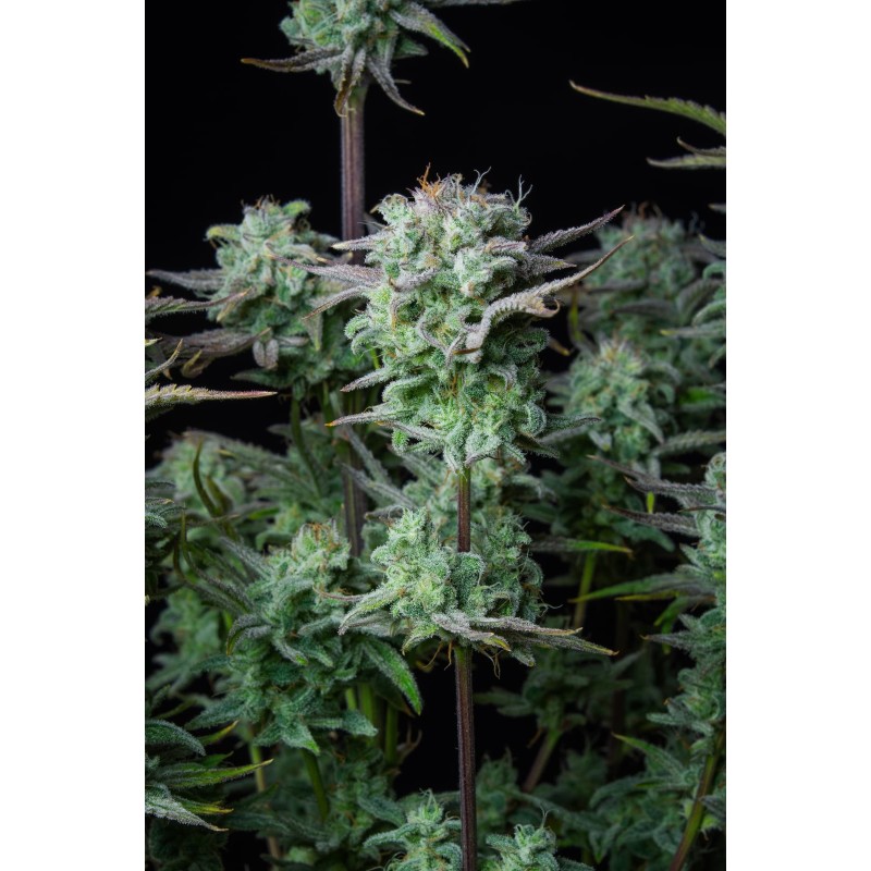 Strawberry Banana Auto Fast Buds immagine 6