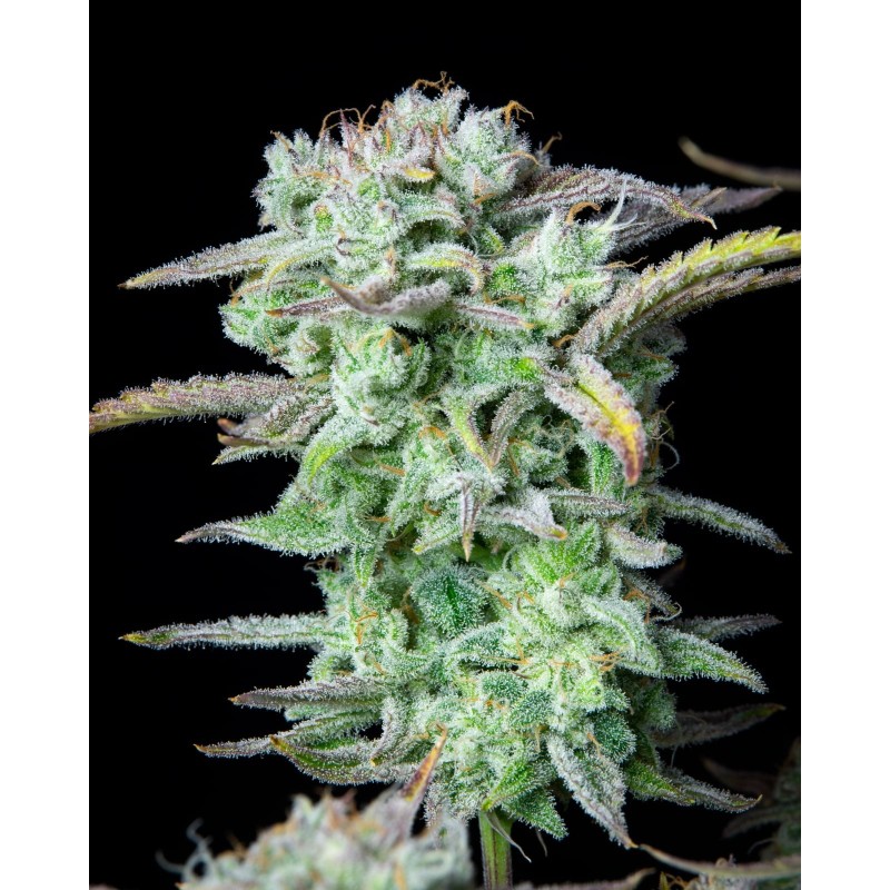 Strawberry Banana Auto Fast Buds immagine 7