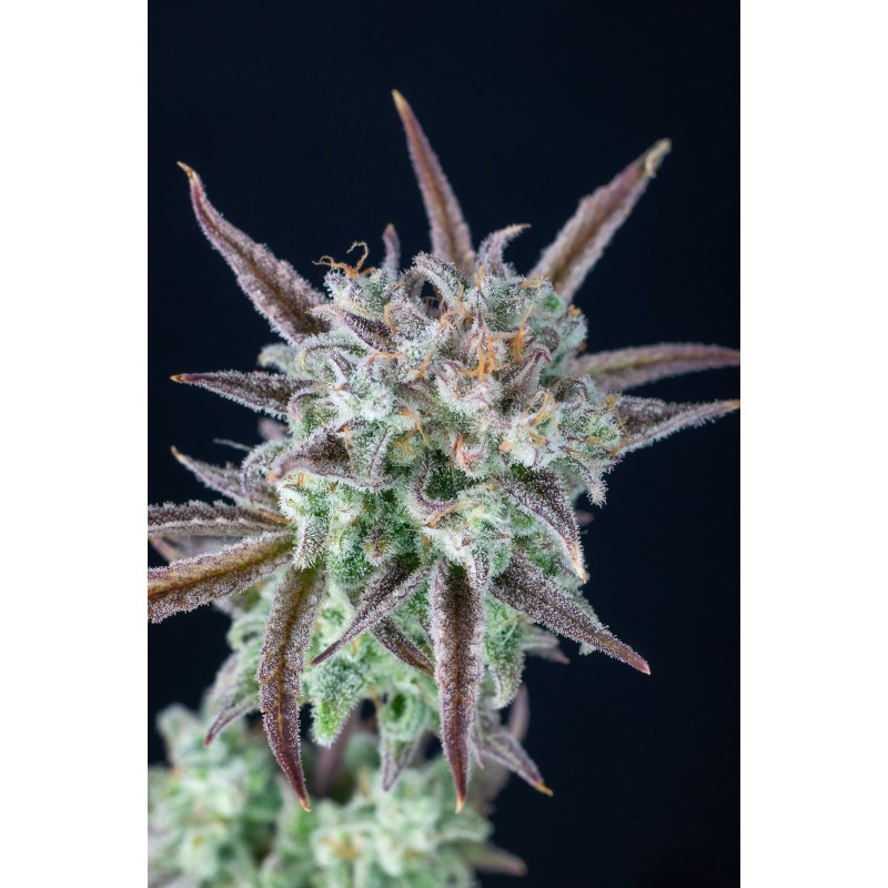 Strawberry Banana Auto Fast Buds immagine 8