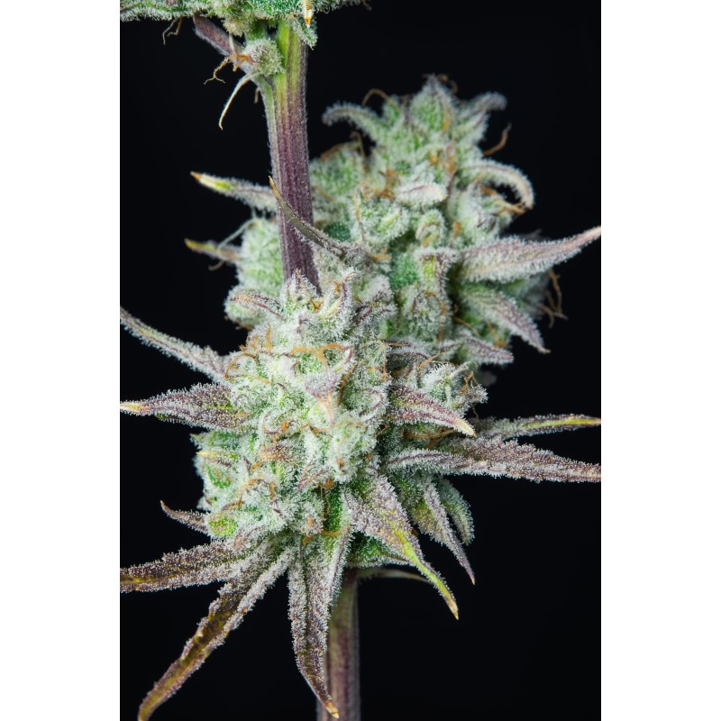 Strawberry Banana Auto Fast Buds immagine 9