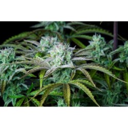 Strawberry Banana Auto Fast Buds immagine 10