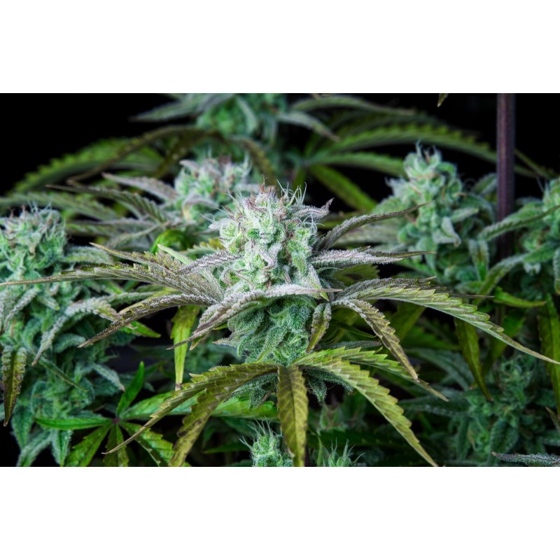 Strawberry Banana Auto Fast Buds immagine 10