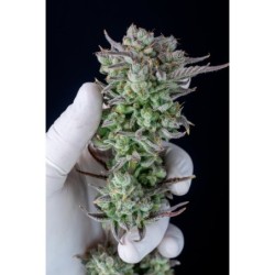 Strawberry Banana Auto Fast Buds immagine 11