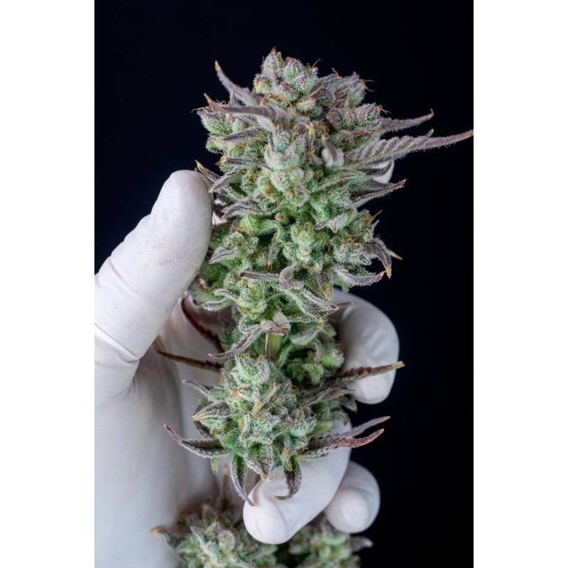 Strawberry Banana Auto Fast Buds immagine 11