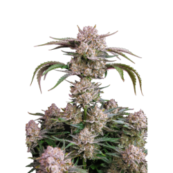 Strawberry Gorilla Auto Fast Buds