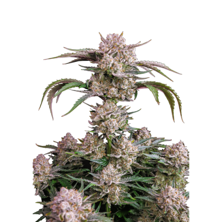 Strawberry Gorilla Auto Fast Buds
