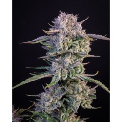 Strawberry Gorilla Auto Fast Buds immagine 2