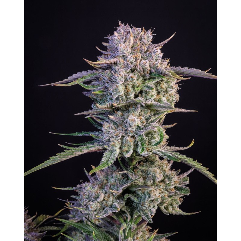 Strawberry Gorilla Auto Fast Buds immagine 2