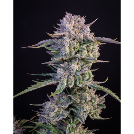 Strawberry Gorilla Auto Fast Buds immagine 2